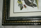 RARE 1772 ANTIQUE AUTHENTIC H.C FOLIO LITHOGRAPH ON FINE LAID CHAIN LINK PAPER JOHANN MICHAEL SELIGMANN GEORGE EDWARDS CATESBY H.C FOLIO VULTUR BARBATUS, LE VAUTOUR BARBU CUSTOM OVER 250 YEARS OLD FRAMED WITH MULTIPLE MATS  IN HANDPAINTED SIGNED FRAME