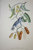 VERY RARE 1960 Rare Descourtilz Limited Edition Original Folio Lithograph Brazilian Bird Plate 25 Brazilian Turquoise Tanager (Tangara Diable-Enrhume)
