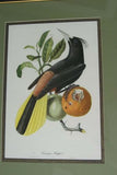 VERY RARE Professionally 2x Matted & in Hand-painted Frame 25”x 20” Authentic Limited Edition 1960 Descourtilz Folio of Pied-Breasted Oropendola or Cassique Huppe Bird Plate 43 from Brazil (DES2)