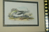 19th century GULL ANTIQUE AUTHENTIC 1897 ORIGINAL PRINT LLOYD'S NATURAL HISTORY BY BOWDLER SHARPE EDWARD LLOYD LIMITED, DOUBLE MATTED AND FRAMED PROFESSIONALLY IN UNIQUE HAND PAINTED FRAME SIGNED BY ARTIST, 1 MAT ALSO HANDPAINTED FRENCH STYLE