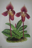 Lindenia Limited Edition Print: Paphiopedilum, Cypripedium Moensianum, Lady Slipper (Magenta and White) Orchid Collector Art (B1)