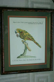 UNIQUE 24"X 19” 1955 GOULD TROGON TEMNURUS BIRD FOLIO LITHOGRAPH FRAMED IN SIGNED ARTIST HAND PAINTED FRAME WITH 4 MATS TO ENHANCE THE ART WITHIN GORGEOUS DFPN83B DESIGNER WALL ART DÉCOR