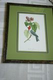 Professionally Triple Matted & in Hand-painted Frame 25.5" X 21" VERY RARE Authentic Limited Edition 1960 Descourtilz Folio Tropical Crested Cardinal or Fringille Paroare, Bird Plate 41 from Brazil (DES10)