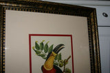 VERY RARE & FRAMED Descourtilz Limited Edition Original 1960 Folio Lithograph of TOUCAN (DES8) Framed Professionally in Very Large Hand-painted Frame 33" X 26,5"