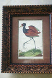 19th Century Partridge ANTIQUE AUTHENTIC 1897 ORIGINAL PRINT from LLOYD'S NATURAL HISTORY BY BOWDLER SHARPE EDWARD LLOYD LIMITED, MATTED AND FRAMED PROFESSIONALLY IN UNIQUE HAND PAINTED FRAME SIGNED BY ARTIST.