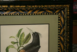 Professionally Double Matted & Framed in Hand-painted Frame 26.5”x 22.25” VERY RARE Authentic Limited Edition 1960 Descourtilz Folio of Tropical Cassique Huppe or Pied-Breasted Oropendola Bird Plate 43 from Brazil (DES6)