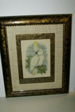 UNIQUE OLD LITHOGRAPH  ART BLUE EYED COCKATOO CACATUA OPHTHALMICA  PROFESSIONALLY X2 SILK MATTED & FRAMED IN SIGNED HAND PAINTED FRAME + GIFT OF A FREE BEAUTIFUL MATTED BARRABAND PARROT PRINT. PRICED AT FRACTION OF RETAIL