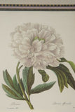 SIGNED UNIQUE DETAILED ARTIST HAND PAINTED FRAME MATTED REDOUTE PRINT RE10 PEONY