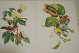 VERY RARE 1960 Rare Descourtilz Limited Edition Original Folio Lithograph, choice between Brazilian Scarlet Flycatcher (Moucherolle Rubin) and Jamaica Oriole (Carouge Jamacaii) Bird Plate 31 or 45
