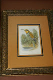 ANTIQUE AUTHENTIC MID 1800’S LITHOGRAPH 19TH C. PARADISEA PAPUANA OR LESSER BIRD OF PARADISE FRAMED IN CUSTOM HAND PAINTED SIGNED FRAME WITH 3 ACID FREE HAND PAINTED MATS
