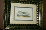 19th century GULL ANTIQUE AUTHENTIC 1897 ORIGINAL PRINT LLOYD'S NATURAL HISTORY BY BOWDLER SHARPE EDWARD LLOYD LIMITED, DOUBLE MATTED AND FRAMED PROFESSIONALLY IN UNIQUE HAND PAINTED FRAME SIGNED BY ARTIST, 1 MAT ALSO HANDPAINTED FRENCH STYLE