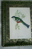 UNIQUE 24"X 19” 1955 GOULD TROGON TEMNURUS BIRD FOLIO LITHOGRAPH FRAMED IN SIGNED ARTIST HAND PAINTED FRAME WITH 4 MATS TO ENHANCE THE ART WITHIN GORGEOUS DFPN83B DESIGNER WALL ART DÉCOR