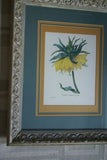 Framed Limited Edition Art Redoute Fritilaire Imperiale Print Home Wall Design