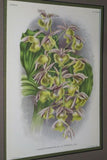 Lindenia Limited Edition Print: Catasetum Punctatum Rolfe (Yellow) Orchid Collector Art (B4)