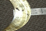 SOLD: Unique Bride Price Currency, Rare Ceremonial Moka Kina Shell Necklace (Huge Mother of Pearl Crescent) Pectoral with Hand Made Fiber Twine band with Shells, Collected from the Foi Tribe (Papua New Guinea), Late 1900’s, Highly Collectible. KINA2