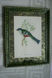 UNIQUE 24"X 19” 1955 GOULD TROGON TEMNURUS BIRD FOLIO LITHOGRAPH FRAMED IN SIGNED ARTIST HAND PAINTED FRAME WITH 4 MATS TO ENHANCE THE ART WITHIN GORGEOUS DFPN83B DESIGNER WALL ART DÉCOR