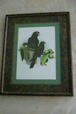 2 for 1 FRAMED ART: 1978 AUSTRALIAN BIRD LITHOGRAPHS FROM “PARROTS OF THE WORLD” BY BILL COOPER PROFESSIONALLY MATTED AND FRAMED IN UNIQUE SIGNED HAND PAINTED FRAMES 21" X 17" DESIGNER WALL ART DÉCOR DFPN71 & 72