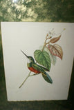 Professionally Matted & Framed in Hand-painted Frame & Mat 24”x 20” VERY RARE Authentic Limited Edition 1960 Descourtilz Folio of Tropical Spot-Tailed Jacamar or Jacamar Dore Bird Plate 15 from Brazil (DES1)