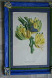 1960 VERY RARE Descourtilz Limited Edition Original Folio Lithograph Brazilian Bird Plate 35 Archbishop Tanager or Tachyphone Archeveque in Banana Tree