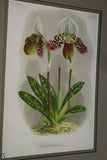 Lindenia Limited Edition Print: Paphiopedilum, Cypripedium Moensianum, Lady Slipper (Magenta and White) Orchid Collector Art (B1)