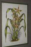 Lindenia Limited Edition Print: Odontoglossum x Harvengtense L Lind (Yellow and Sienna) Orchid Collector Art (B4)