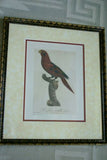 UNIQUE 24"X 19” 1955 GOULD TROGON TEMNURUS BIRD FOLIO LITHOGRAPH FRAMED IN SIGNED ARTIST HAND PAINTED FRAME WITH 4 MATS TO ENHANCE THE ART WITHIN GORGEOUS DFPN83B DESIGNER WALL ART DÉCOR