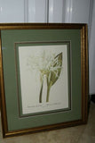 SIGNED UNIQUE DETAILED ARTIST HAND PAINTED FRAME MATTED REDOUTE PRINT Pancratium
