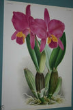 Lindenia Limited Edition Print: Schomburgkia Tibicinis Batem (Magenta) Orchid Collector Art (B4)