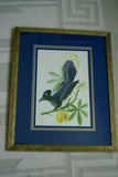 Professionally 4x Mats in Hand painted Frame 22" X 17 ½”  VERY RARE Authentic Limited Edition 1960 Descourtilz Folio Tropical Curly Blue Jay or Pie Acahe Bird Plate 39 Brazil (DES16)