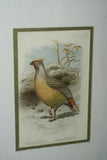 FROM  FIRST EDITION OF CASSELL BOOK OF BIRDS FROM 1869 ANTIQUE ORIGINAL H.C  LITHOGRAPH "SANGUINE FRANCOLIN” 19TH CENTURY PRINT PROFESSIONALLY DOUBLE-MATTED AND FRAMED IN HAND PAINTED FRAME SIGNED BY THE ARTIST COLLECTOR DECOR