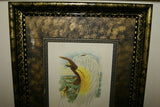 ANTIQUE AUTHENTIC MID 1800’S LITHOGRAPH 19TH C. PARADISEA PAPUANA OR LESSER BIRD OF PARADISE FRAMED IN CUSTOM HAND PAINTED SIGNED FRAME WITH 3 ACID FREE HAND PAINTED MATS