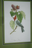 Professionally Triple Matted & in Hand-painted Frame 25.5" X 21" VERY RARE Authentic Limited Edition 1960 Descourtilz Folio Tropical Crested Cardinal or Fringille Paroare, Bird Plate 41 from Brazil (DES10)