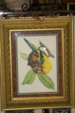 VERY RARE CHOICE BETWEEN 4 YELLOW TROPICAL JUNGLE BIRDS FROM 1960 Rare Descourtilz Limited Edition Original Folio Lithographs Brazilian Birds Plates