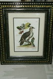 RARE 1772 ANTIQUE AUTHENTIC H.C FOLIO LITHOGRAPH ON FINE LAID CHAIN LINK PAPER JOHANN MICHAEL SELIGMANN GEORGE EDWARDS CATESBY H.C FOLIO VULTUR BARBATUS, LE VAUTOUR BARBU CUSTOM OVER 250 YEARS OLD FRAMED WITH MULTIPLE MATS  IN HANDPAINTED SIGNED FRAME