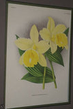 Lindenia Limited Edition Print: Terete Vanda Kimballiana (White and Fushia) Orchid AOS Collector Art (B2)