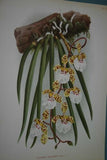 Lindenia Limited Edition Print: Stanhopea Oculata (White with Speckled Sienna) Orchid Collector Art (B2)