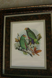 1978 AUSTRALIAN BIRD LITHOGRAPH FROM “PARROTS OF THE WORLD” BY BILL  COOPER PROFESSIONALLY X3 MATTED AND FRAMED IN UNIQUE SIGNED HAND PAINTED FRAME 20,5" X 17,5" BEAUTIFUL DESIGNER WALL ART DÉCOR DFPN89