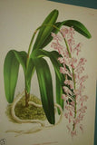 Lindenia Limited Edition Print: Vanda Boxalli (White with Yellow and Magenta) Orchid Collector Art (B1)