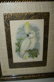 UNIQUE OLD LITHOGRAPH  ART BLUE EYED COCKATOO CACATUA OPHTHALMICA  PROFESSIONALLY X2 SILK MATTED & FRAMED IN SIGNED HAND PAINTED FRAME + GIFT OF A FREE BEAUTIFUL MATTED BARRABAND PARROT PRINT. PRICED AT FRACTION OF RETAIL