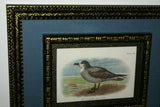 19th Century WHITE-THROATED GREY PETREL: ANTIQUE AUTHENTIC 1897 ORIGINAL PRINT from LLOYD'S NATURAL HISTORY BY BOWDLER SHARPE EDWARD LLOYD LIMITED, DOUBLE MATTED AND DOUBLE FRAMED PROFESSIONALLY IN UNIQUE HAND PAINTED FRAMES & MATS SIGNED BY ARTIST.