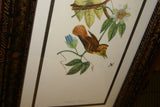 VERY RARE Professionally 2x Matted & in Hand-painted Frame 24" x 19" Rare Authentic Limited Edition 1960 Descourtilz Folio of Swainson's Royal Flycatcher or Platyrhynque Couronne Bird Plate 59 from Brazil (DES3)