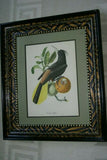 Professionally Double Matted & Framed in Hand-painted Frame 26.5”x 22.25” VERY RARE Authentic Limited Edition 1960 Descourtilz Folio of Tropical Cassique Huppe or Pied-Breasted Oropendola Bird Plate 43 from Brazil (DES6)