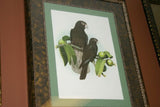 2 for 1 FRAMED ART: 1978 AUSTRALIAN BIRD LITHOGRAPHS FROM “PARROTS OF THE WORLD” BY BILL COOPER PROFESSIONALLY MATTED AND FRAMED IN UNIQUE SIGNED HAND PAINTED FRAMES 21" X 17" DESIGNER WALL ART DÉCOR DFPN71 & 72