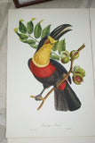 VERY RARE 1960 Rare Descourtilz Limited Edition Original Folio Lithograph Brazilian Bird Plate 5 Ariel Toucan or Toucan Ariel