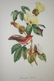 VERY RARE 1960 Rare Descourtilz Limited Edition Original Folio Lithograph, choice between Brazilian Scarlet Flycatcher (Moucherolle Rubin) and Jamaica Oriole (Carouge Jamacaii) Bird Plate 31 or 45