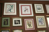 Collection of 9 Lindenia Limited edition Prints: Orchid Collectible White Flowers (B1, B2, B3, B5)