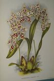 Lindenia Limited Edition Print: Odontoglossum x Harvengtense L Lind (Yellow and Sienna) Orchid Collector Art (B4)