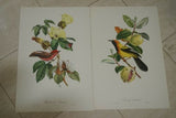 VERY RARE 1960 Rare Descourtilz Limited Edition Original Folio Lithograph, choice between Brazilian Scarlet Flycatcher (Moucherolle Rubin) and Jamaica Oriole (Carouge Jamacaii) Bird Plate 31 or 45