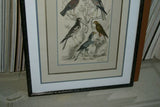 AUTHENTIC ANTIQUE 1839, H.C ORIGINAL HAND COLORING, ENGRAVING FROM BARON CUVIER ANIMAL KINGDOM  BIRDS OF PREY,  Edinburgh journal of Natural History  IN A HAND PAINTED SIGNED CUSTOM FRAME, ALSO MATTED PROFESSIONALLY WITH 6 HIGH QUALITY ACID FREE MATS