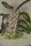 Lindenia Limited Edition Print: Vanda Lindeni (Yellow and Orange) Orchid Collector Art (B1)